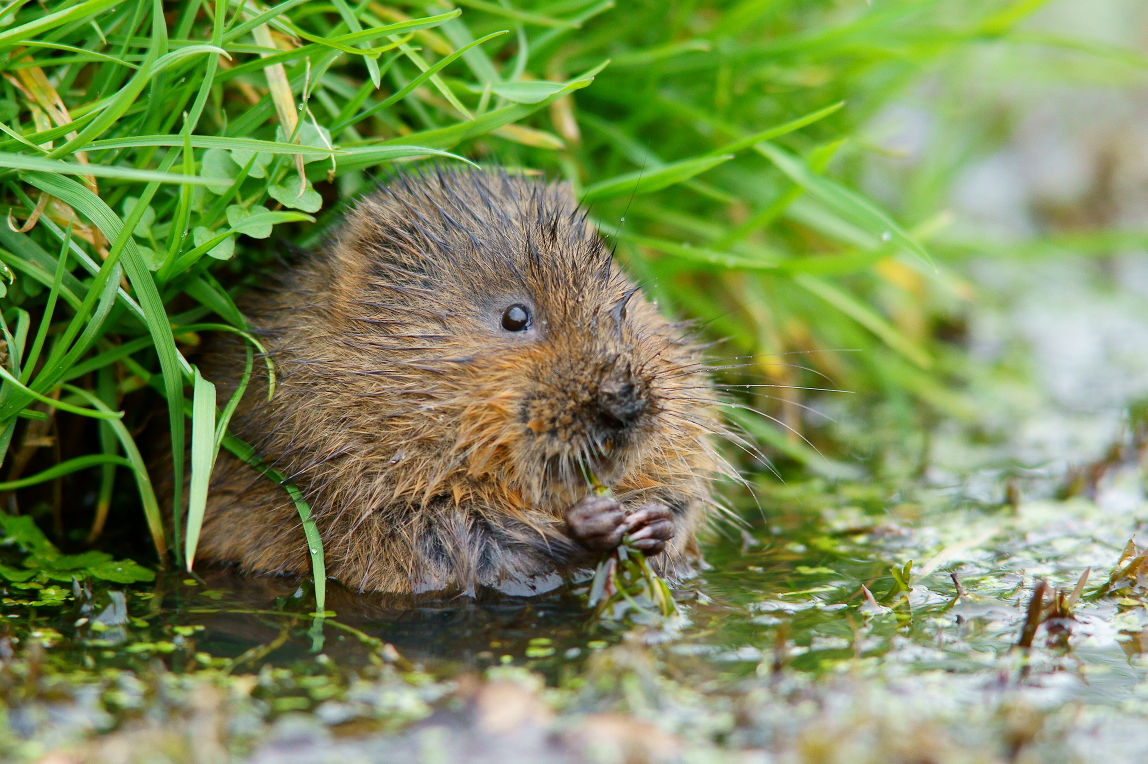 Watervole